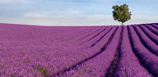 八月 寻找全球最美熏衣草花海 --凤凰房产