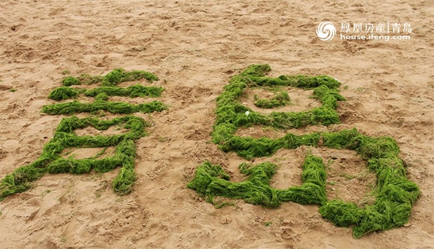 青岛启动浒苔监测 打捞船赴江苏海域打捞 --凤