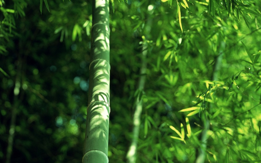 植物风水,如何利用竹子给家庭增运? --凤凰房产