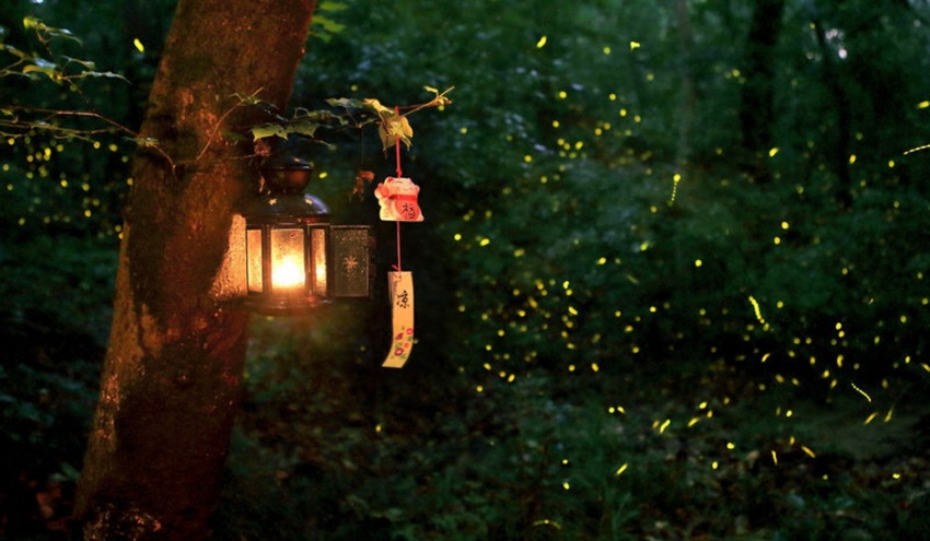 有一种情结叫城东 老南京人最朴素的紫金山情