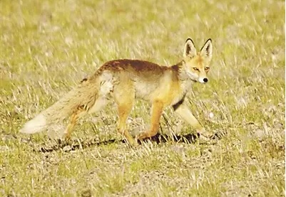 中国最大的县排名 <wbr>第一名面积相当于2个浙江省