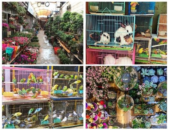曹家渡花鸟市场年底关闭沪上特色花鸟市场攻略