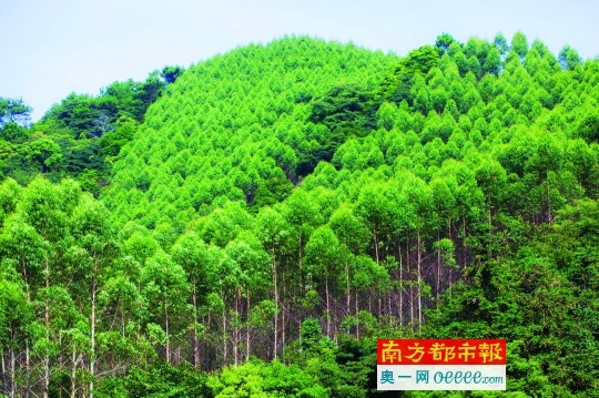 高明逐步将重要生态区的商品林规划为生态公益林.