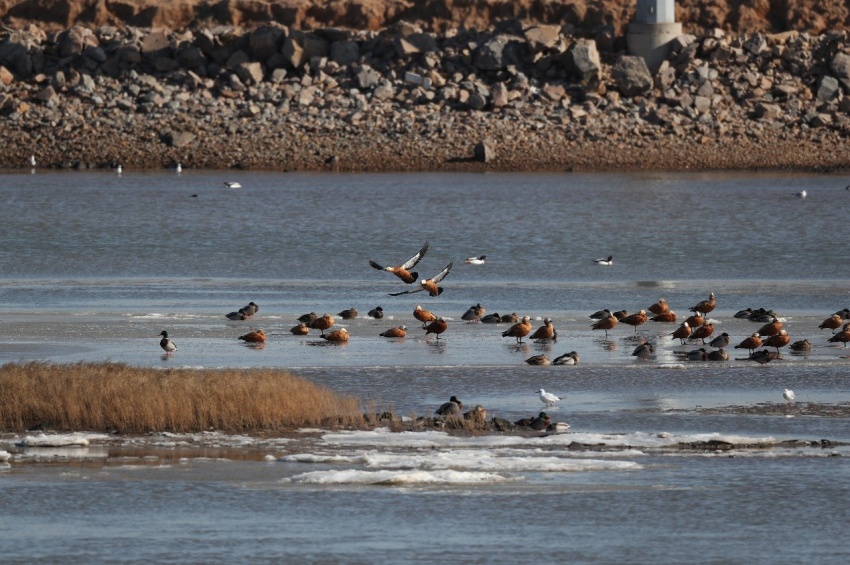 打渔山对于很多人来说是个陌生的名字,而对于鸟类来说却是每年都要