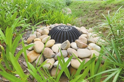 在横琴新区有一条宝兴路,它通过下凹式绿化带,植草沟,新型雨水口等