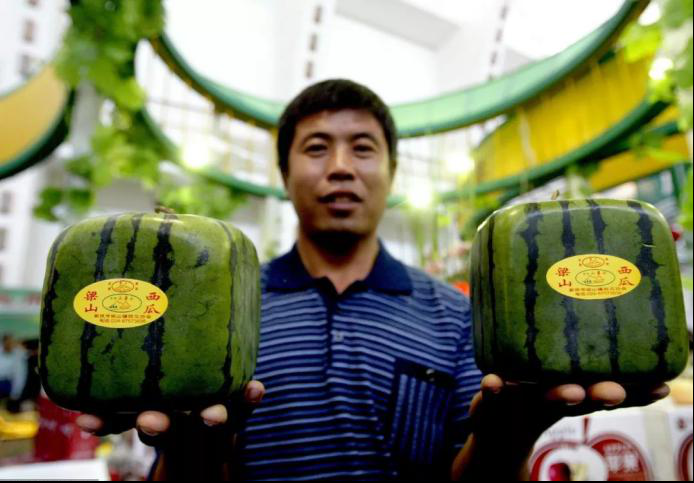 转发!免费领西瓜 ——凤凰网房产郑州